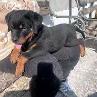 Rottweiler