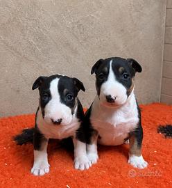 Cuccioli bull terrier