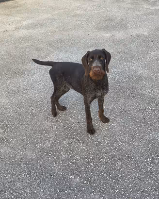 Cucciolo femmina di Drahthaar 