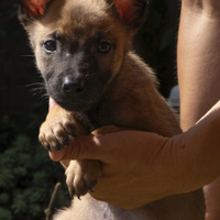 Pastore belga malinois