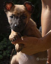 Pastore belga malinois