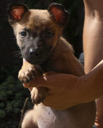 Pastore belga malinois