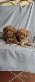 Cuccioli di barboncino