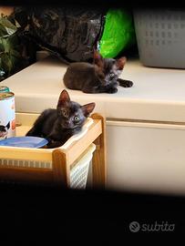 Gattini in adozione
