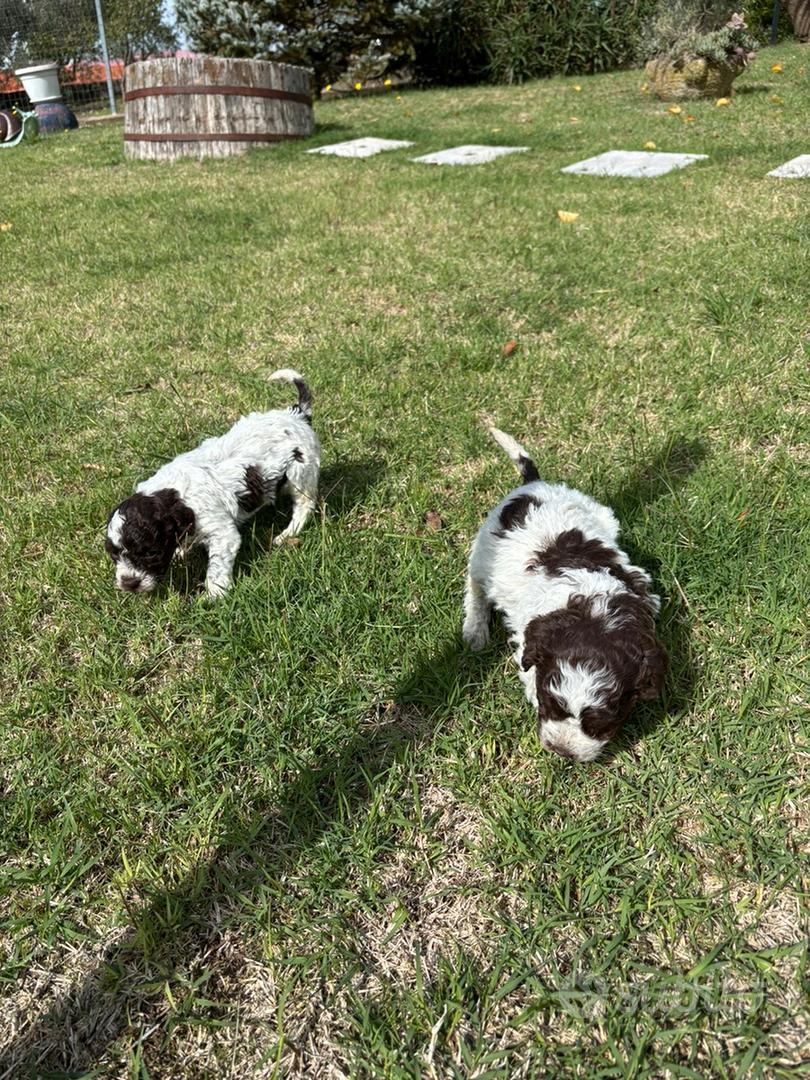 lagotto romagnolo - Animali In vendita a Salerno