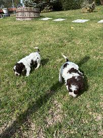lagotto romagnolo