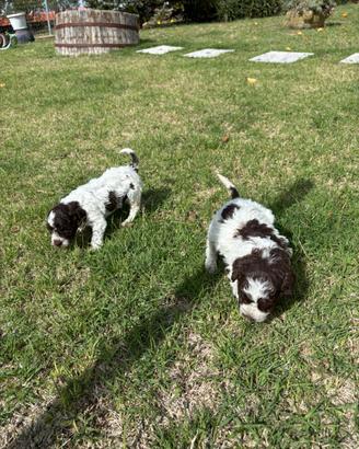 lagotto romagnolo