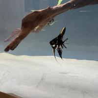 Pesce scalare marble