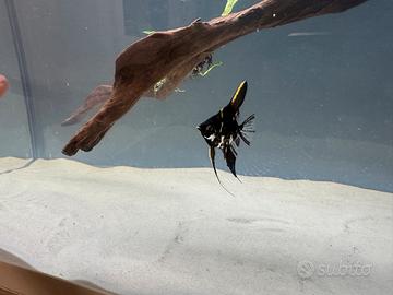 Pesce scalare marble