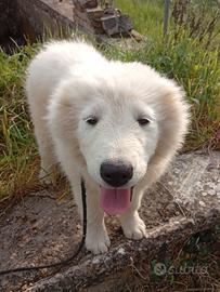 Cucciola di pastore Maremmano Abruzzese