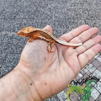 Allevamento gechi ciliatus/auriculatus ChrisGeckos