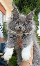 Cucciola Maine Coon