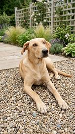 Cane cucciolo pelo corto adotta meticcio Labrador