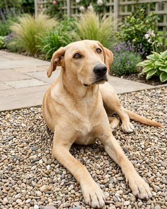 Cane cucciolo pelo corto adotta meticcio Labrador