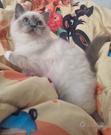 Cucciola Sacro di Birmania