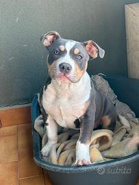 American bully