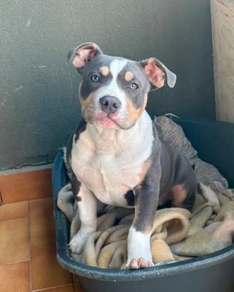 American bully