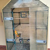 Pappagalli Conuri del sole , con voliera