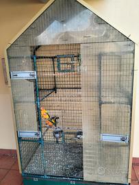 Pappagalli Conuri del sole , con voliera