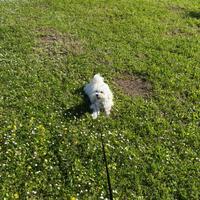 Cucciolo di Maltese di 9 mesi