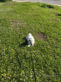 Cucciolo di Maltese di 9 mesi