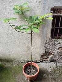 Piante di Avocado in vaso