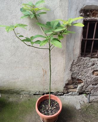 Piante di Avocado in vaso