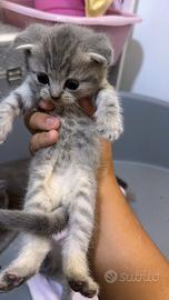 Gatti scottish