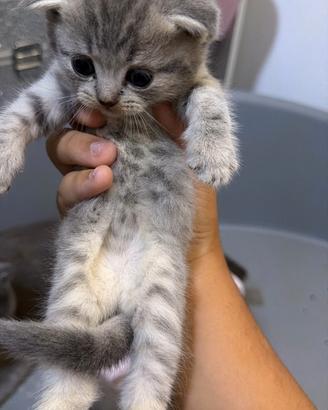 Gatti scottish