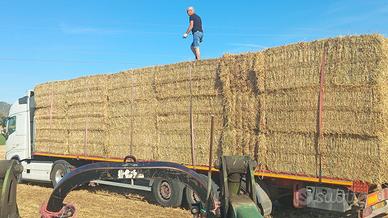 Foraggio in prismatiche