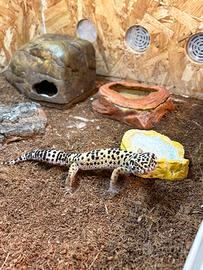 Geco leopardino e terrario