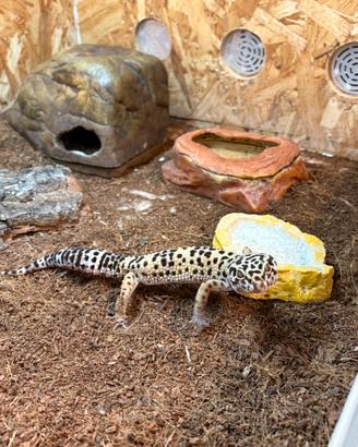 Geco leopardino e terrario