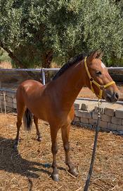Pony
