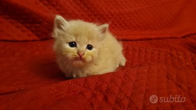 Gatti siberiani di razza