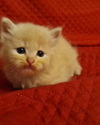 Gatti siberiani di razza