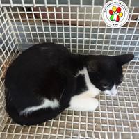 PIXEL giovane bicolore