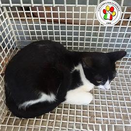 PIXEL giovane bicolore