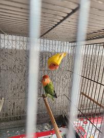 inseparabili