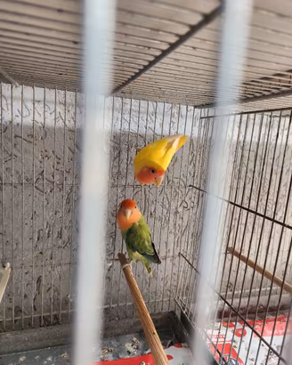 inseparabili