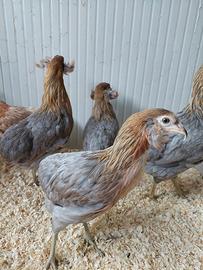 Galline