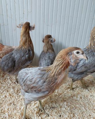 Galline