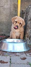 Cucciola labrador red fox