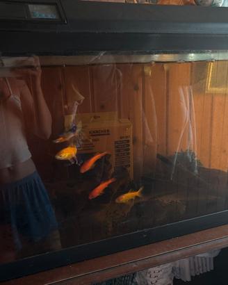 Acquario