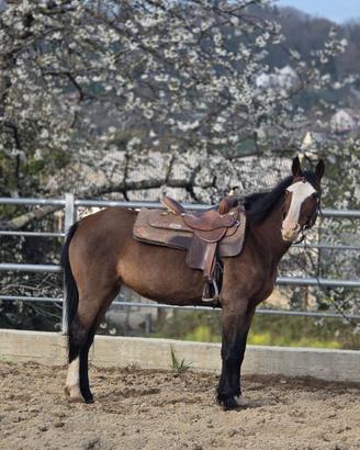 Cavallo