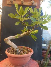bonsai
