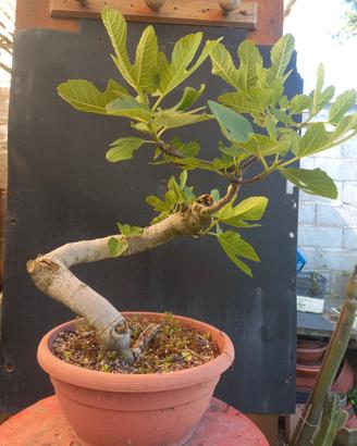 bonsai