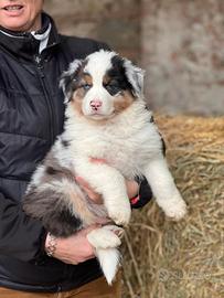 Cuccioli pastore australiano