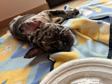 Bulldog francese