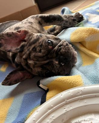 Bulldog francese