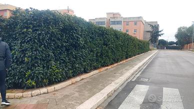 Suolo edificabile anche x hotel zona aeroporto